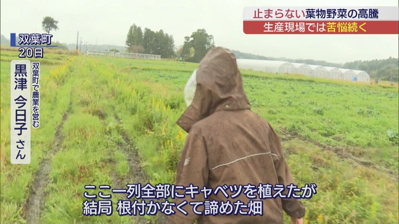 葉物野菜の高騰 生産現場では… 畑でキャベツ苗が根腐れも