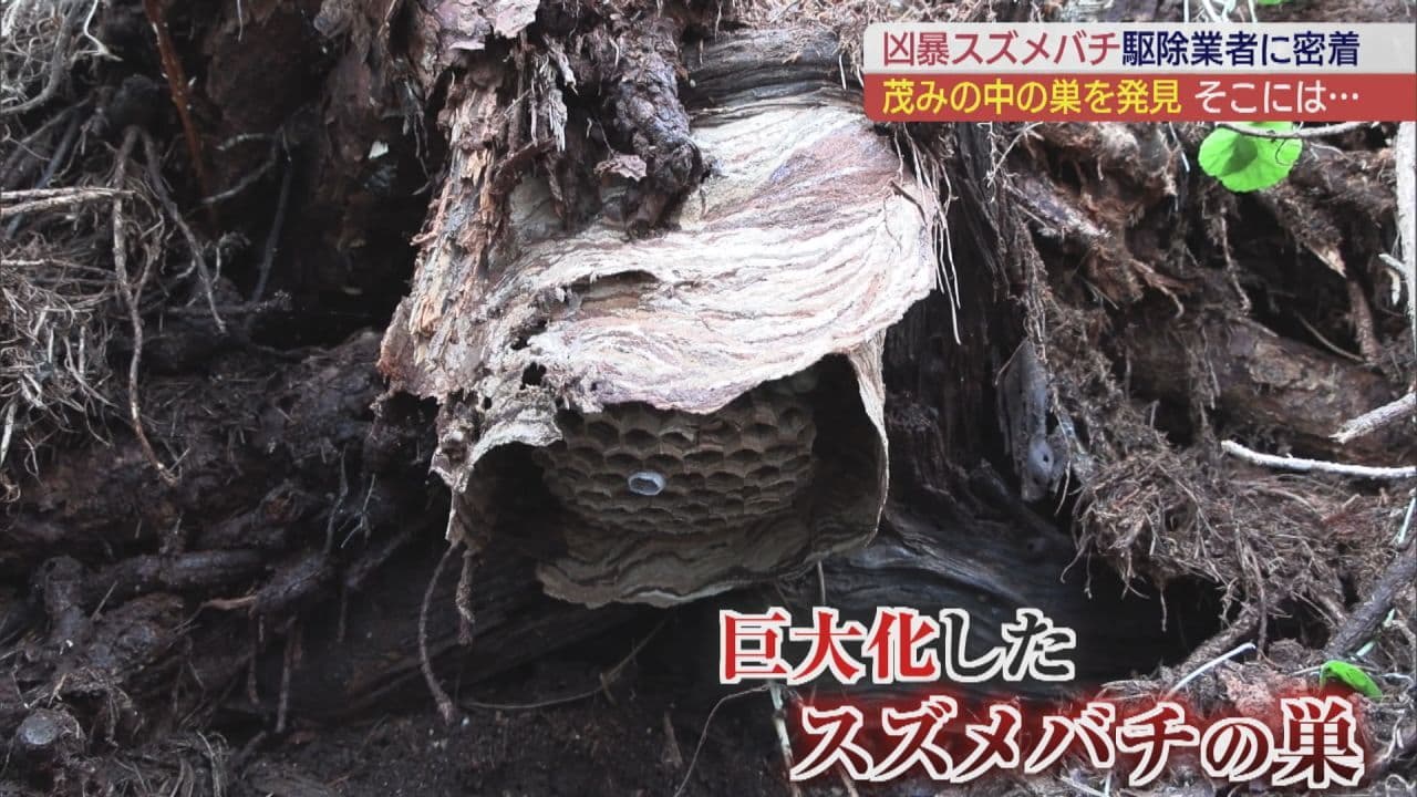 「巣がない!」なんでもやが挑むスズメバチの駆除 この時期は行動が活発化し注意