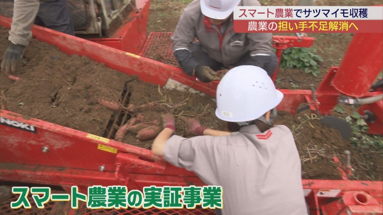 スマート農業技術で担い手不足解消へ 楢葉町でサツマイモ収穫