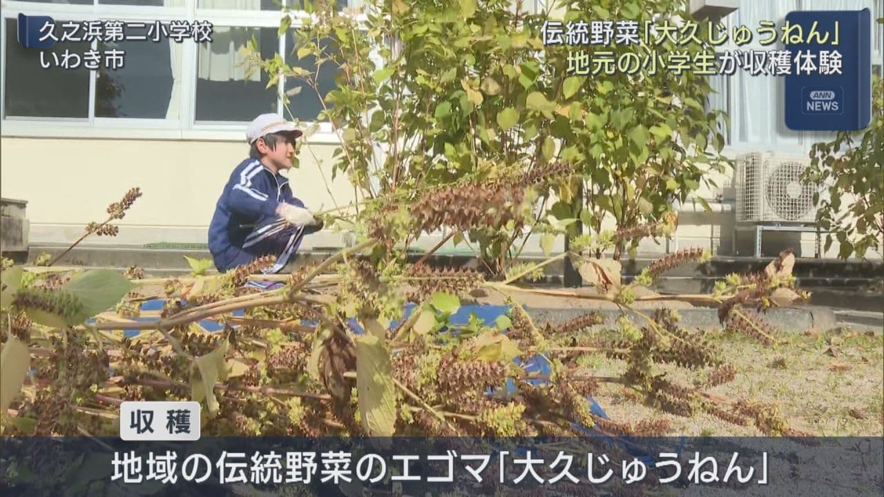 小学生が地元の伝統野菜「大久じゅうねん」の収穫体験