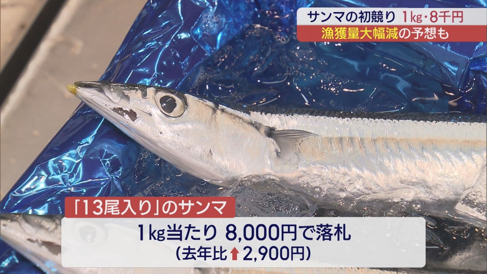 秋の味覚サンマの初競り 漁獲量大幅減の恐れも